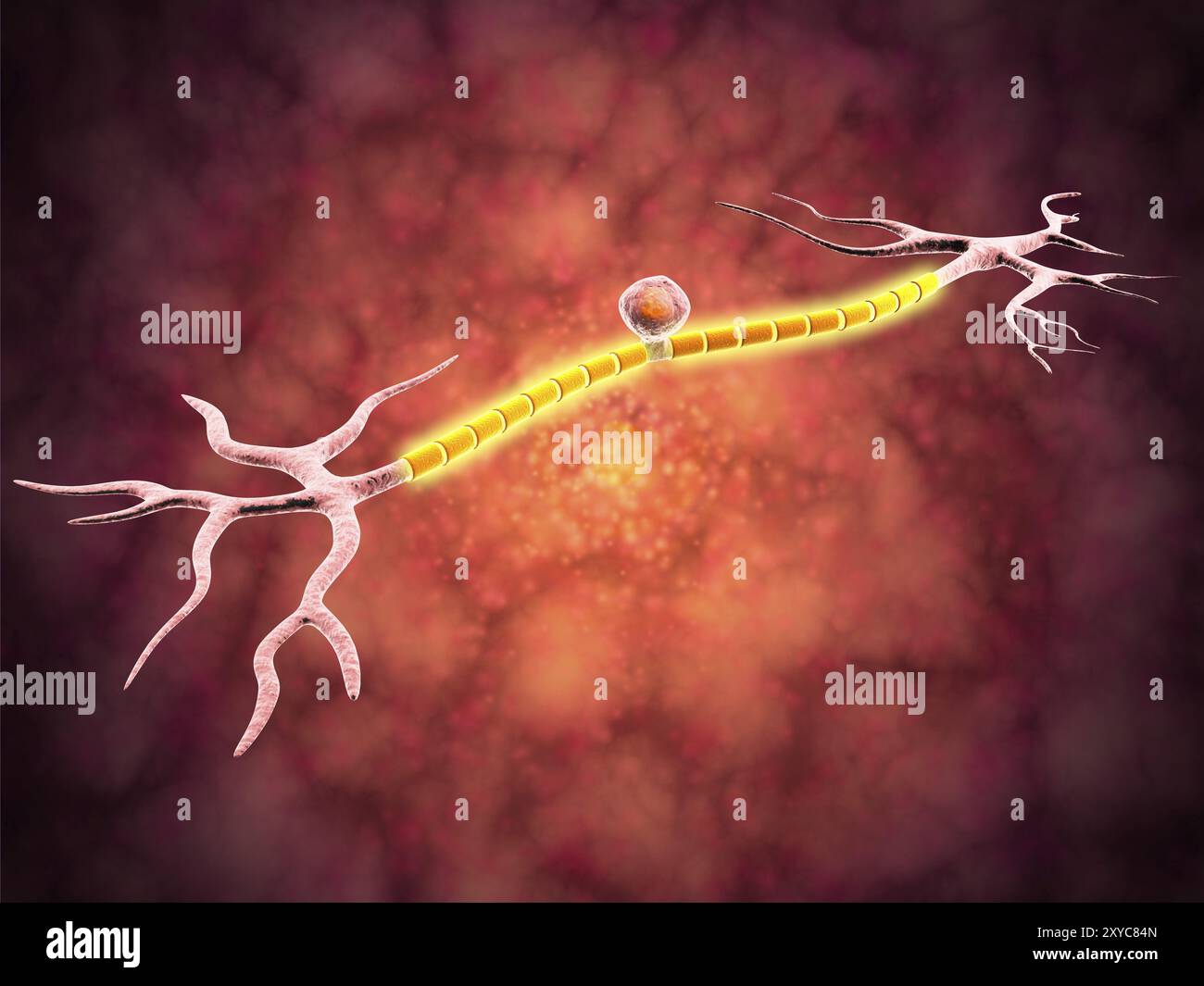 Vista microscopica di un neurone unipolare. Un neurone unipolare è un tipo di neurone in cui solo un processo protoplasmatico (neurite) si estende dalla cellula bo Foto Stock