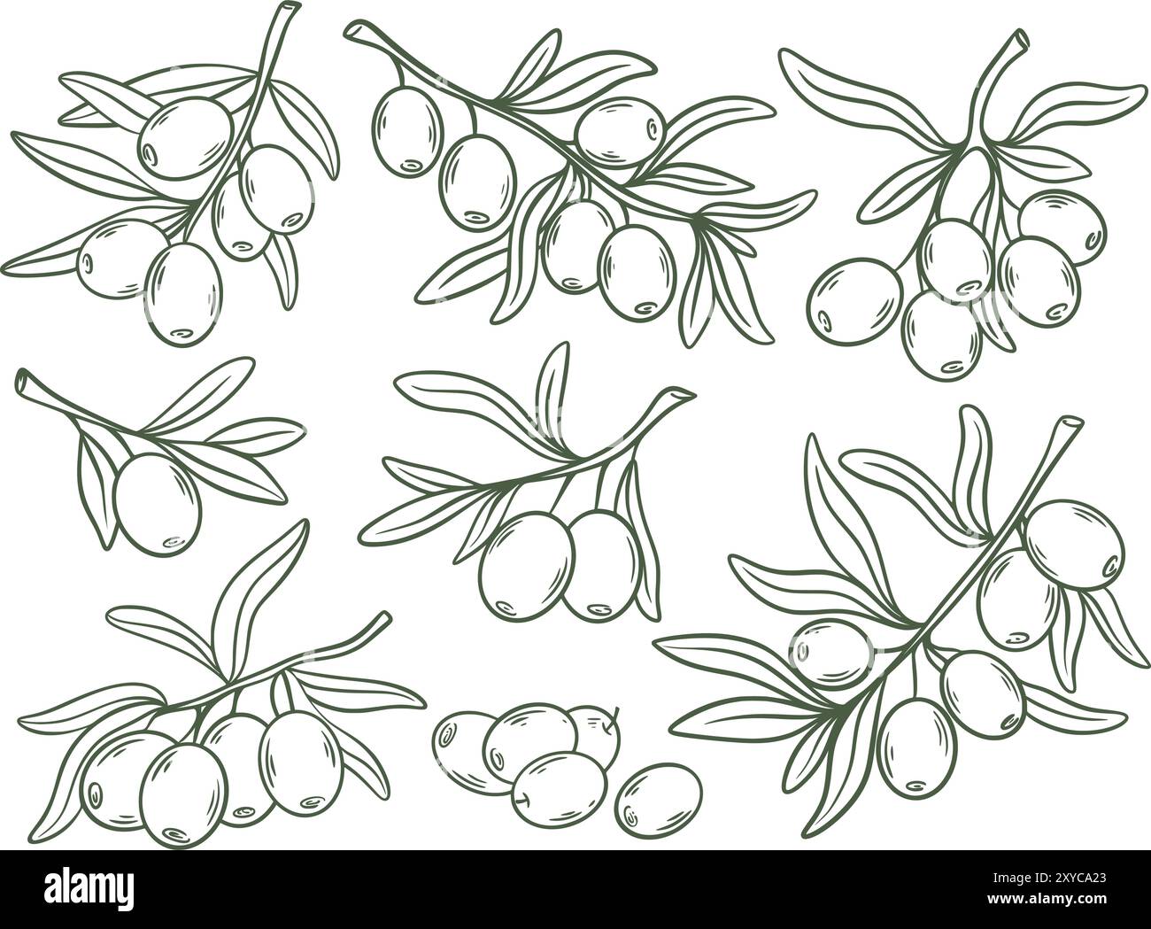 Rami di ulivo trafilati a mano. Inchiodare le olive da schizzo con le foglie. Raccolto di olio. Cibo biologico sano. Agricoltura tradizionale italiana e greca Illustrazione Vettoriale