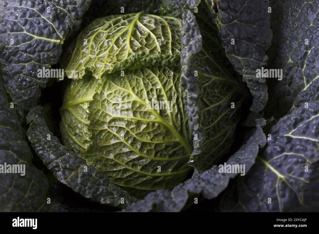Cavolo di savoia fresco e crudo Foto Stock