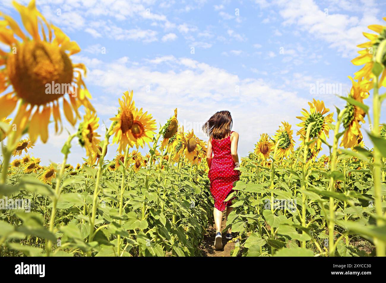 Bella bruna donna in esecuzione nel campo di girasoli Foto Stock