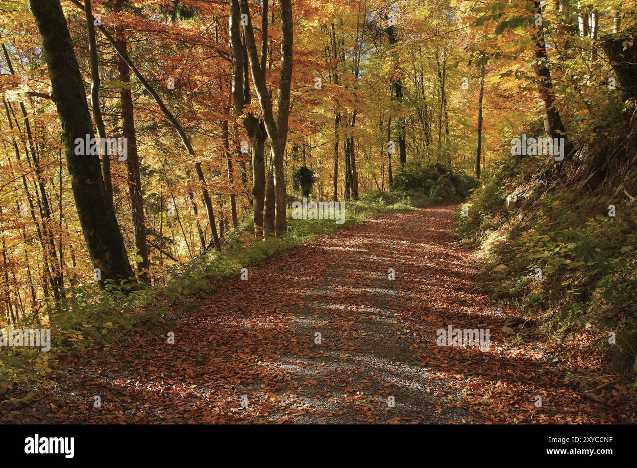 Strada di campagna in una foresta dorata Foto Stock