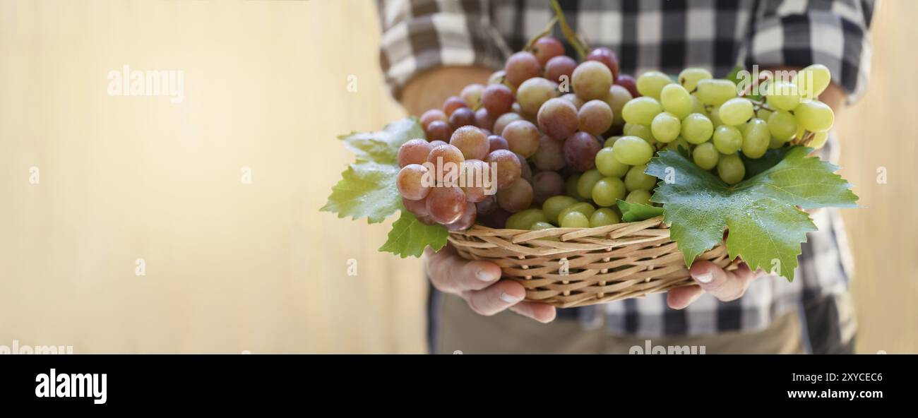 Gli agricoltori mani rosa e uve bianche Autumn harvest banner con spazio di copia Foto Stock