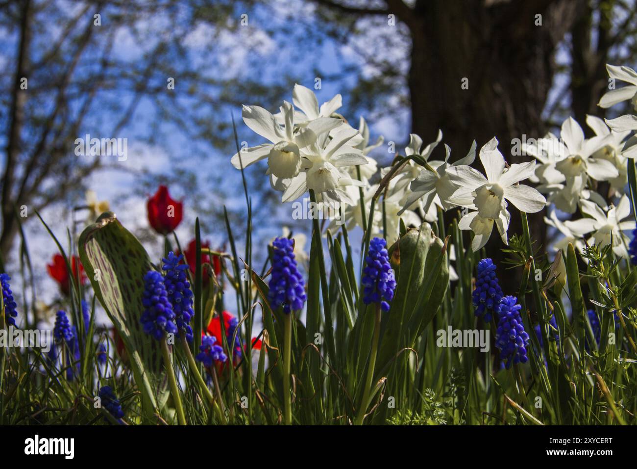 Narcisi bianche e giacinti d'uva blu Foto Stock