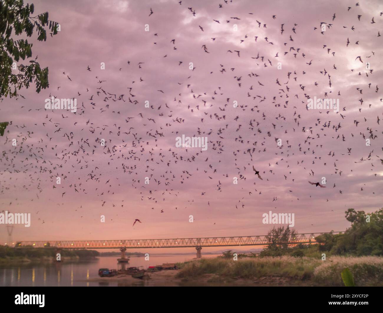 Milioni di pipistrelli lasciando loro grotta al crepuscolo Foto Stock