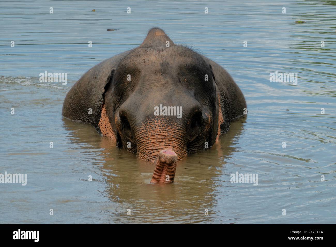 Elefante nel lago Nam Tien, centro di conservazione degli elefanti, Xayaboury (Saiyaboury), Laos Foto Stock