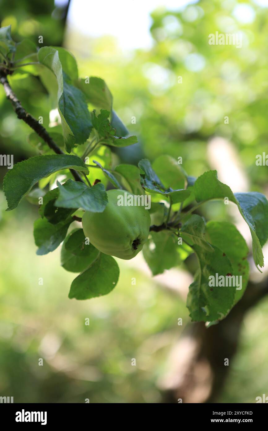 Mele nel frutteto della comunità Foto Stock