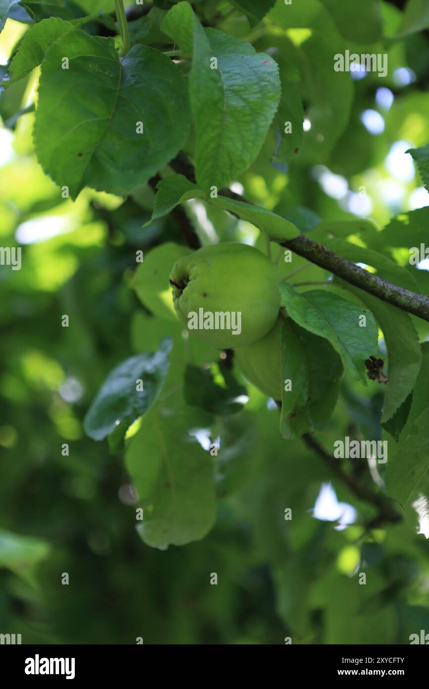 Mele nel frutteto della comunità Foto Stock