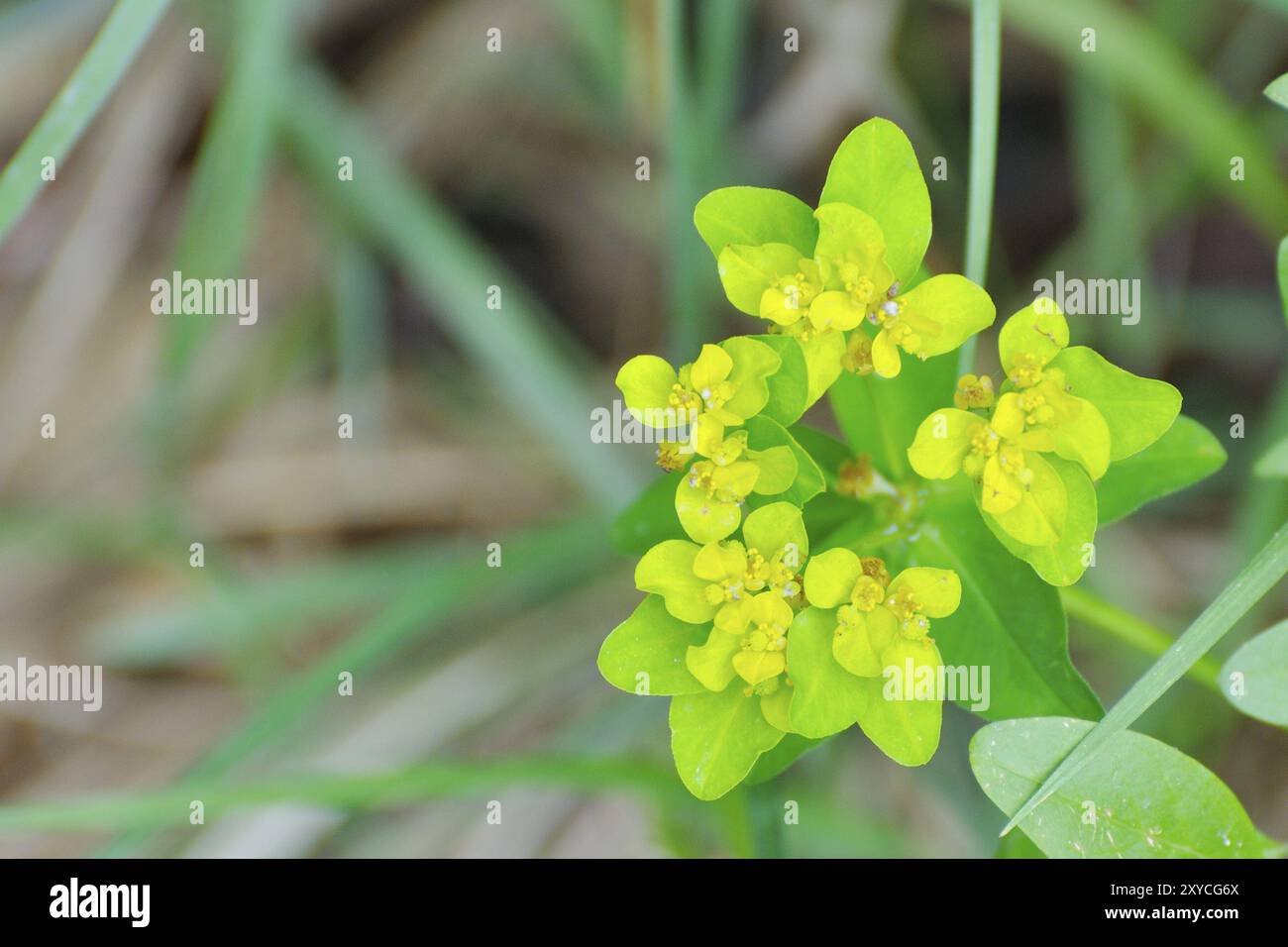 Cuscino (Euforbia Euphorbia epithymoides) Foto Stock
