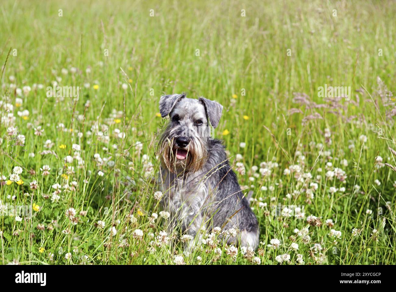 Schnauzer in miniatura tra fiori in campo all'aperto Foto Stock