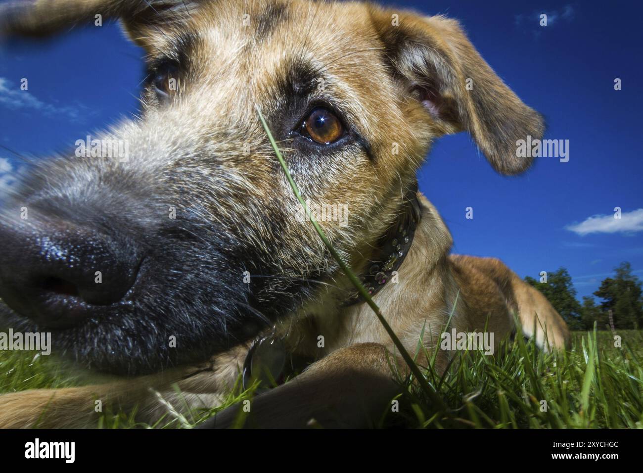Solo centimetri davanti all'occhio e l'obiettivo quasi sul naso. Quello buono si muoveva un po', ma l'immagine ha ancora qualcosa, la stella nel Th Foto Stock