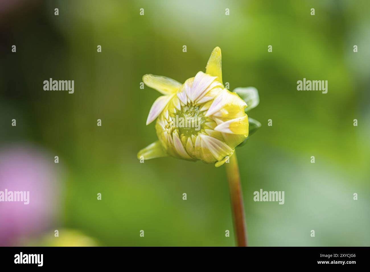 Dalia hybriden immagini e fotografie stock ad alta risoluzione Alamy
