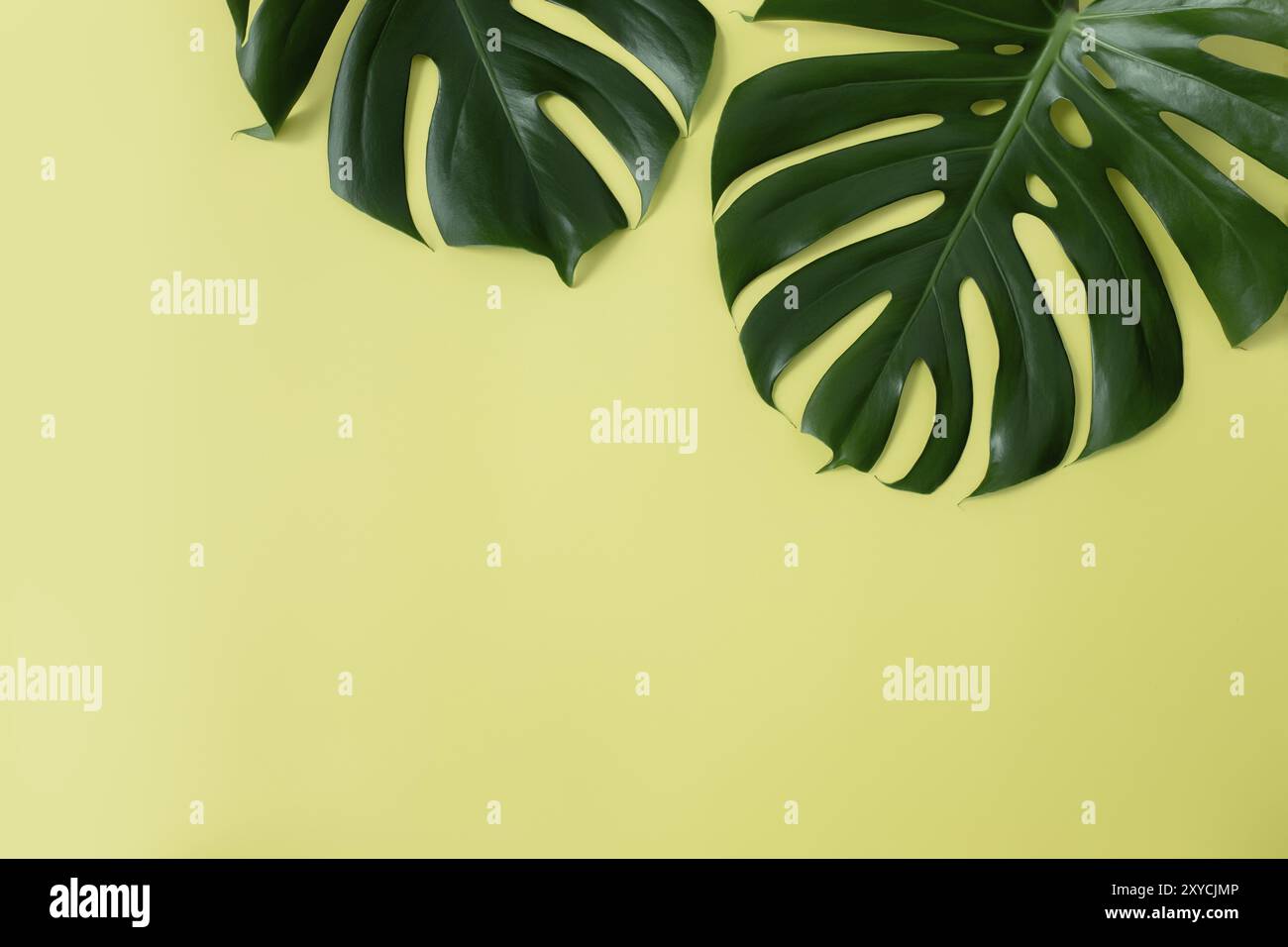 Piatto con due foglie verde palma di Monstera su sfondo verde chiaro. Concetto di stagione in spiaggia, concetto di ambiente ecologico. Clima tropicale, pianta domestica crescere Foto Stock