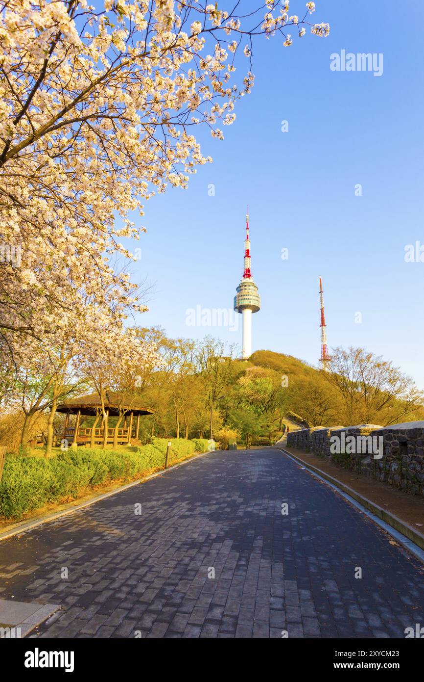 Il sentiero costeggiato da un colorato albero di ciliegio rosa in fiore e dalle mura della città conduce alla Torre Namsan o alla Torre N Seoul in una serata primaverile a South Ko Foto Stock