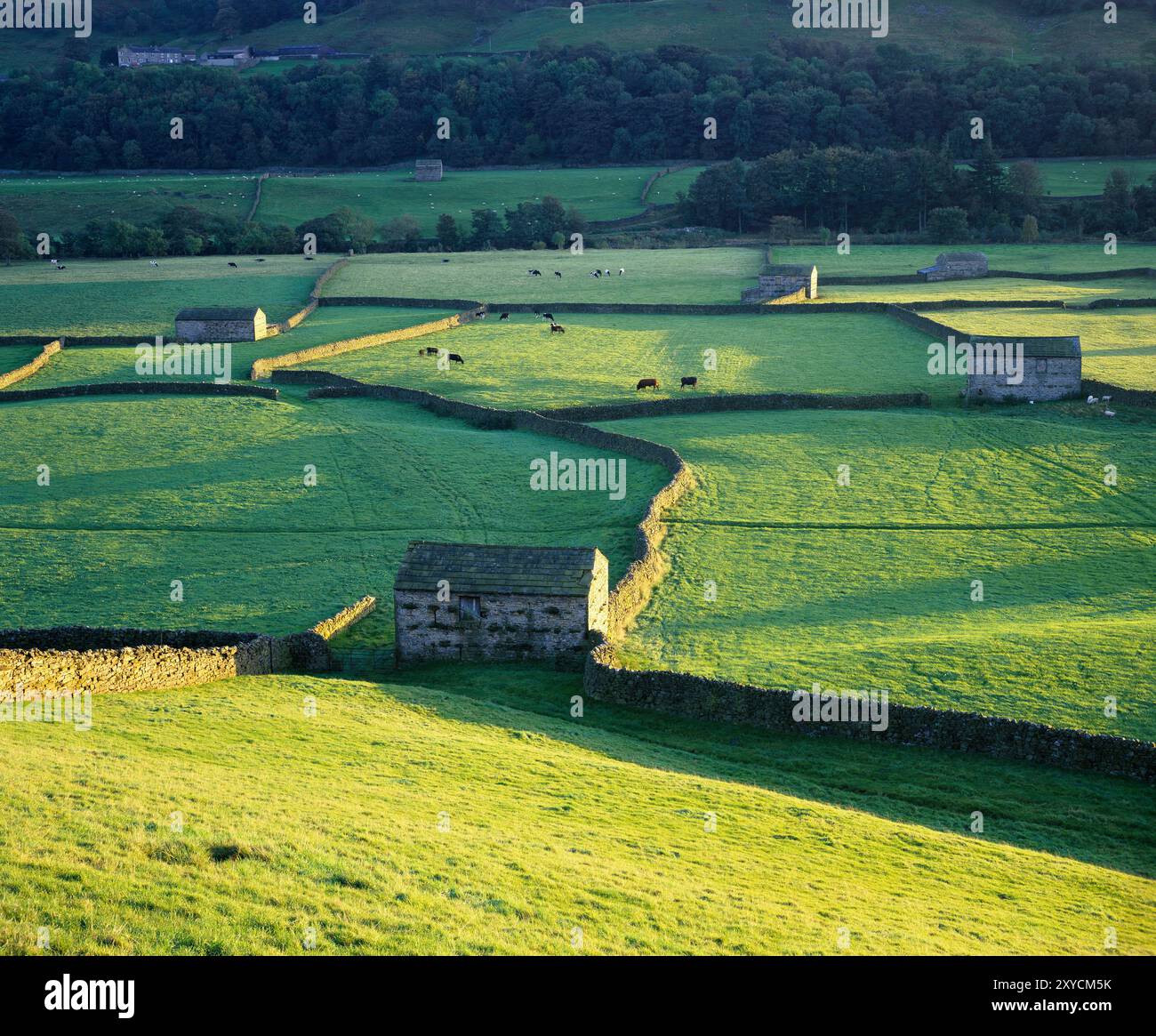 Regno Unito. Inghilterra. North Yorkshire. Fienili di pietra nel paesaggio di Dales. Foto Stock