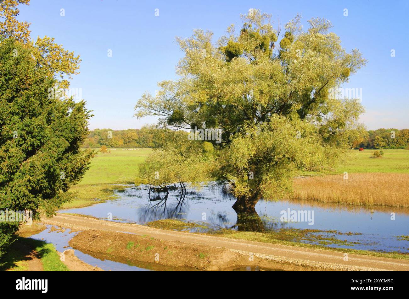 Woerlitz Park Pasture 01, Pasture inglese Woerlitz 02 Foto Stock