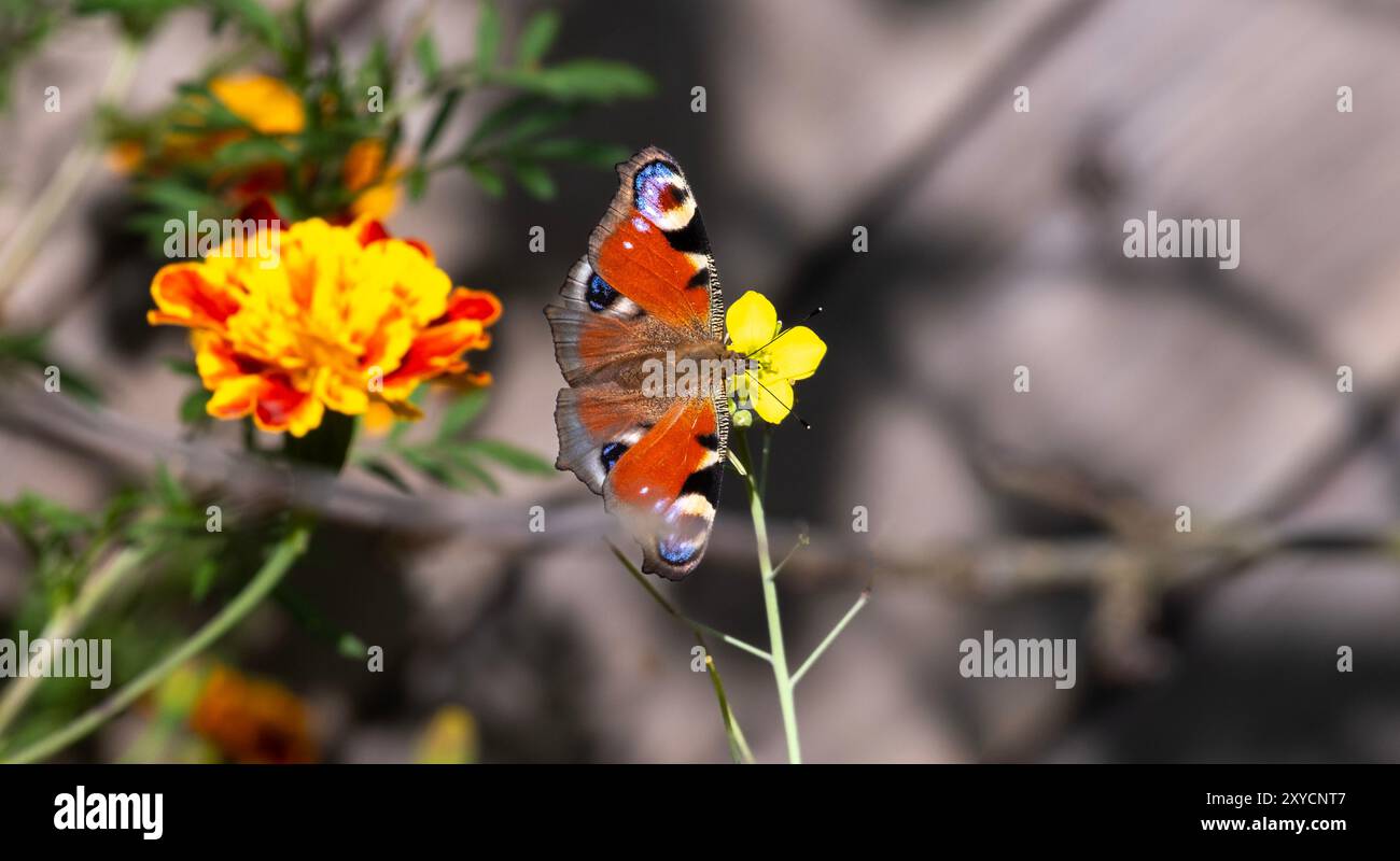 Primo piano di una farfalla colorata arroccata su un fiore giallo in un giardino, con vibranti calendule sullo sfondo, catturando la bellezza della natura e. Foto Stock