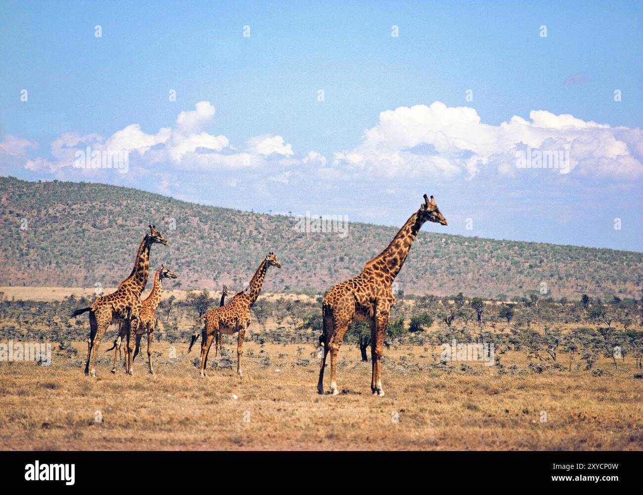 Kenya. Quattro giraffe Masai. (Giraffa tippelskirchi) Foto Stock