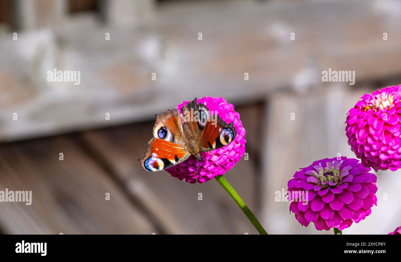 Una vibrante farfalla pavone arroccata su un brillante fiore di zinnia rosa in un giardino, che mostra la bellezza della natura e il delicato rapporto tra di loro Foto Stock