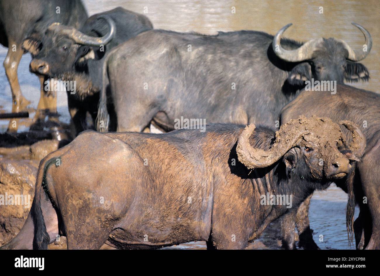 Kenya. African Cape Buffalo ricoperto di fango presso la sorgente. (Caffè Syncerus). Foto Stock