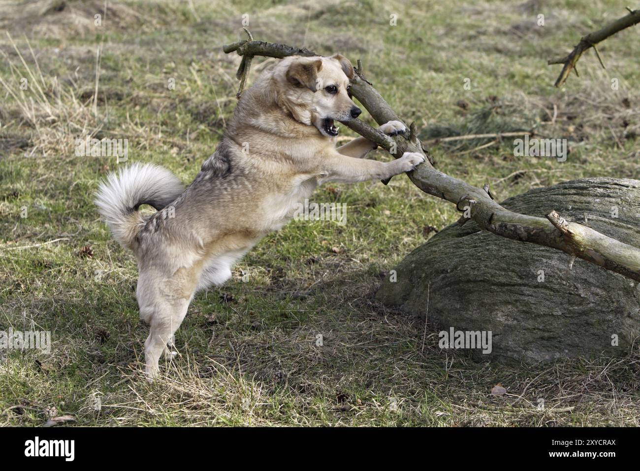 Il cane mongrel mastica su un ramo grande Foto Stock