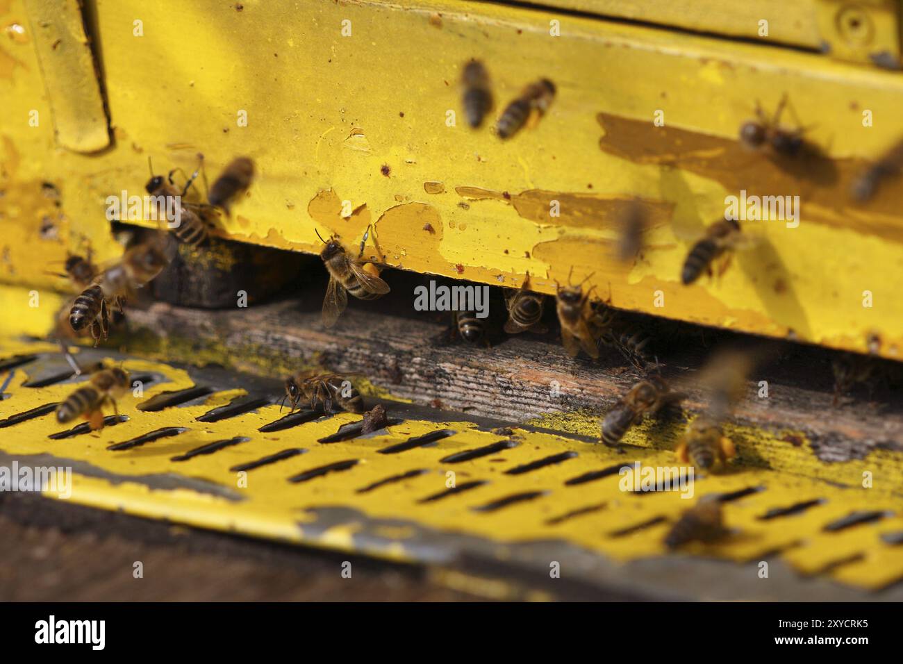 Api sulla tavola di volo Foto Stock