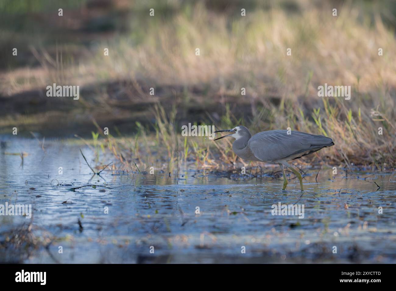 Un singolo Heron dalla faccia bianca, in modalità stealth, sta attraversando la palude intorno al lago Dunn ad Aramac, in Australia, alla ricerca di prede. Foto Stock
