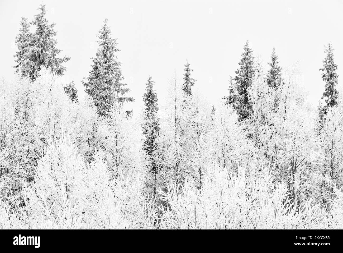 Alberi maturi, riserva naturale di Stubba, Laponia, Patrimonio dell'Umanità, Norrbotten, Lapponia, Svezia, novembre 2013, Europa Foto Stock