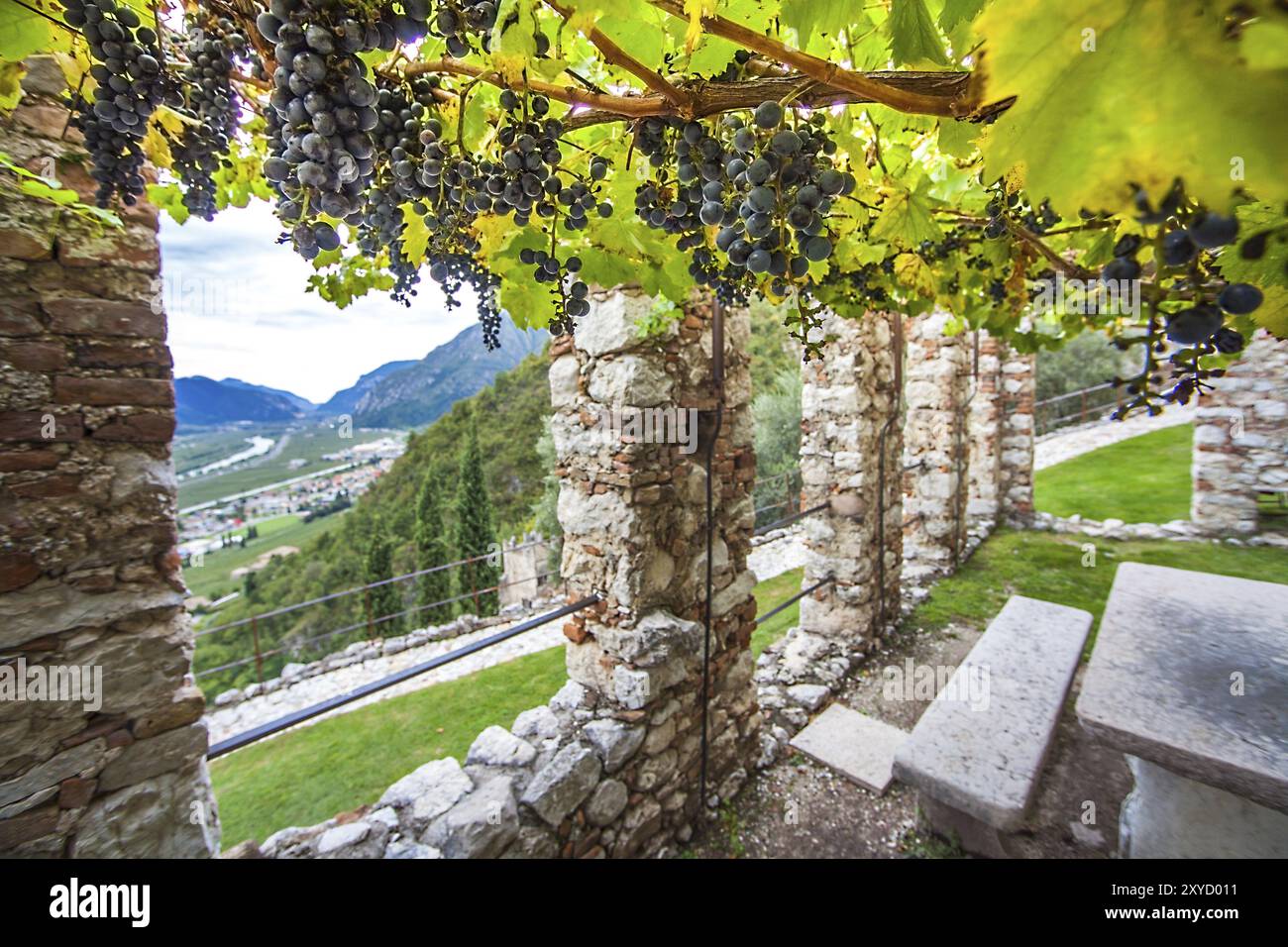 Viticoltura al Castello di Avio Trento Foto Stock