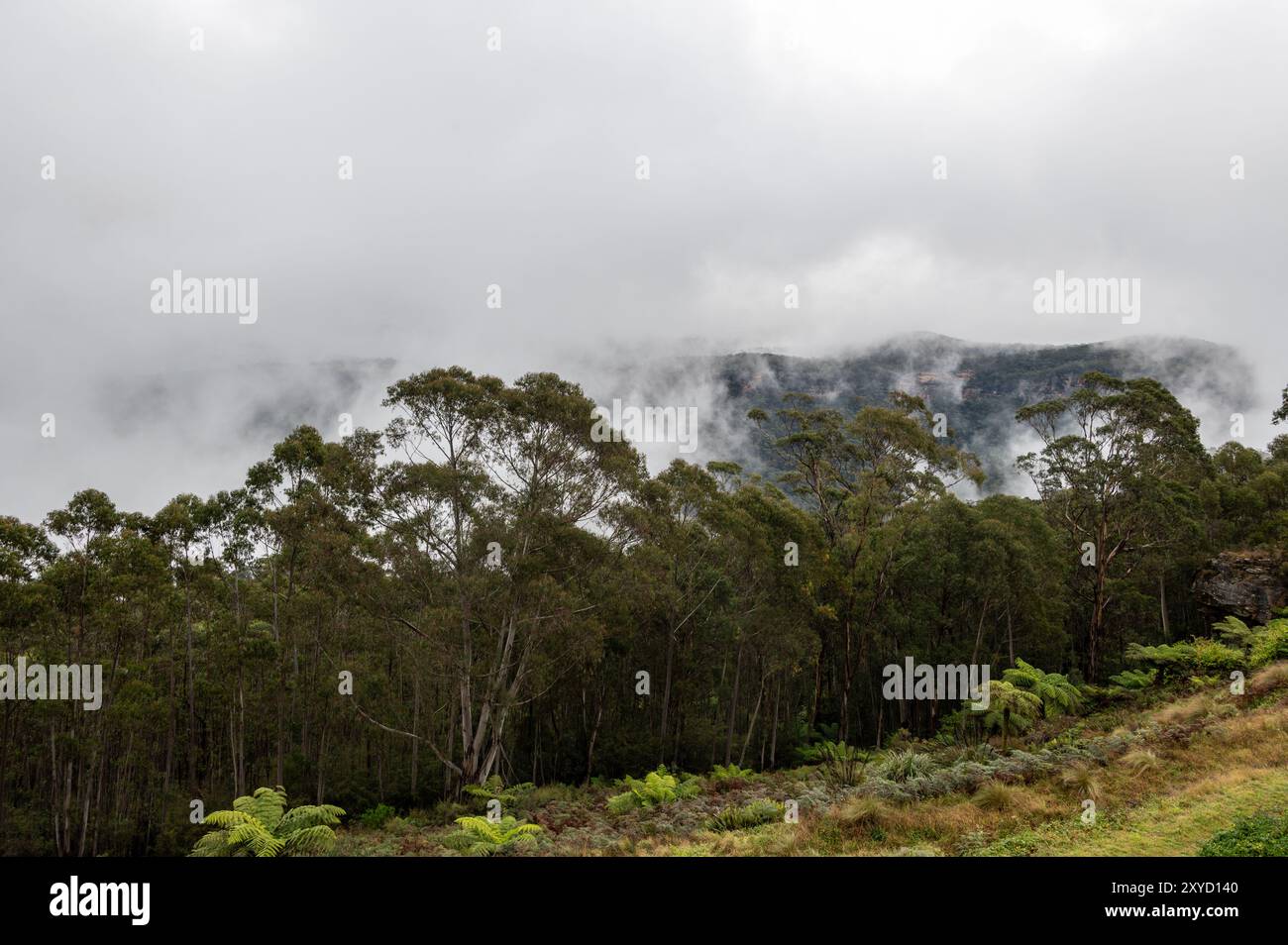 Le nebbie autunnali di prima mattina sorgono dalle ripide colline di fitte foreste di Katoomba, nuovo Galles del Sud, Australia. Si trova nel grande Monte Blu Foto Stock