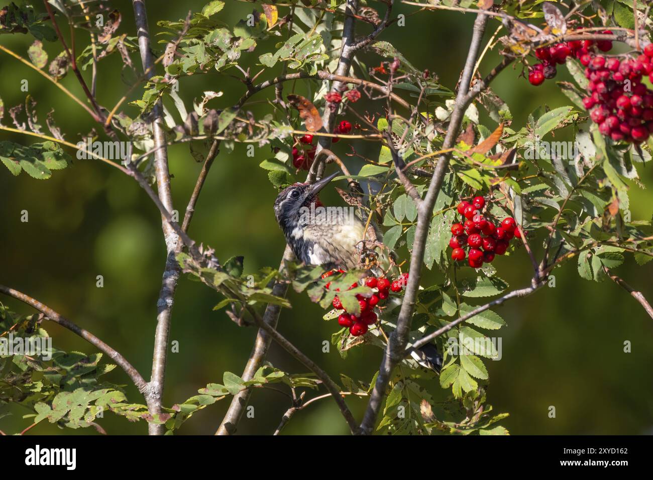 Lo Sphyrapicus varius (Sphyrapicus varius) sui lamponi (Sorbus aucuparia, noto come ceneri di montagna. Picchio di medie dimensioni che si riproduce in C. Foto Stock