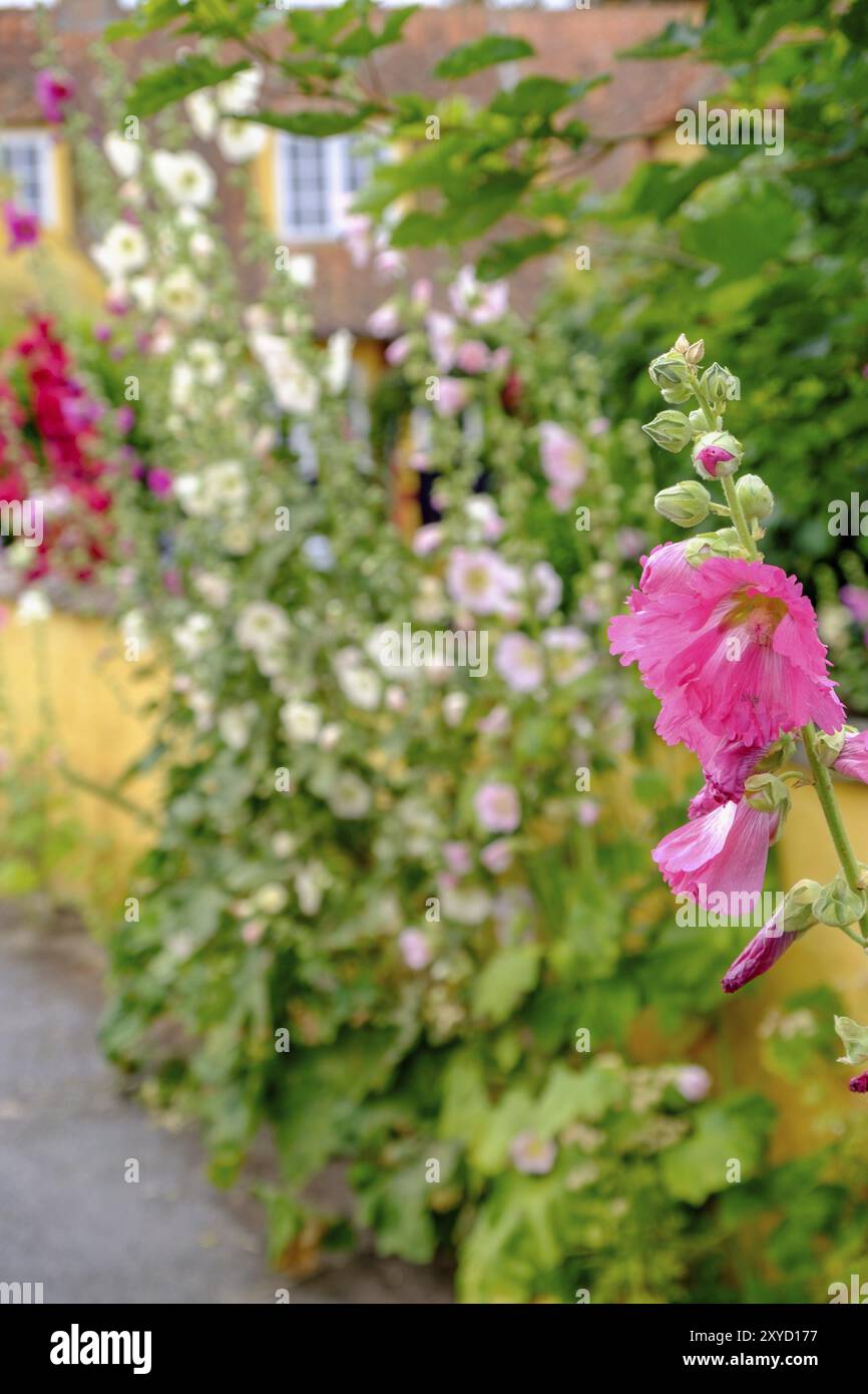 Un fiore rosa in primo piano, fiori sfocati e una casa gialla sullo sfondo, fascino rurale, svaneke, bornholm, Mar baltico, danimarca, scandinavi Foto Stock
