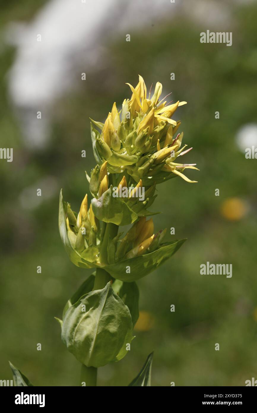 Grande genziana gialla, gentiana lutea Foto Stock