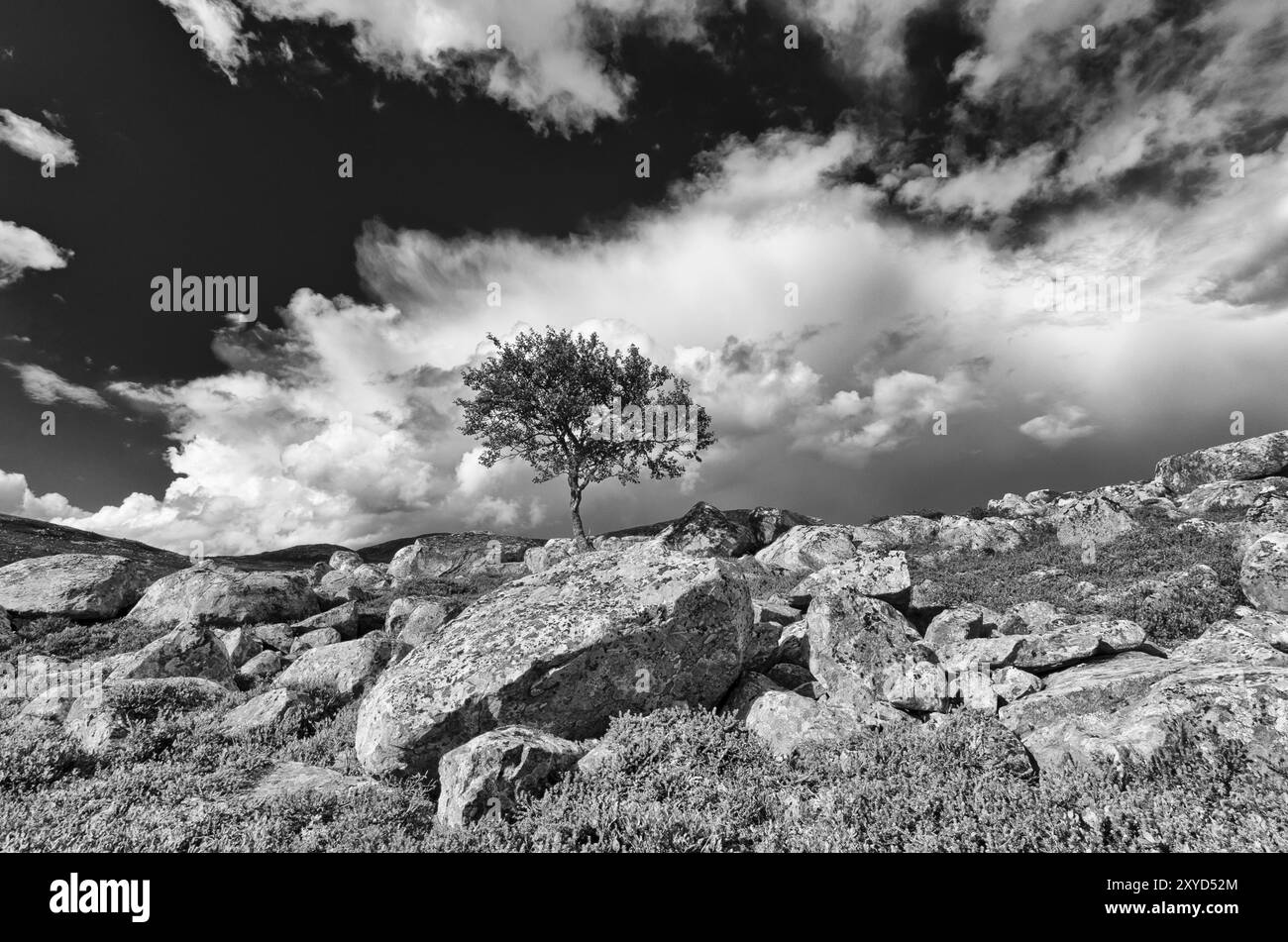Betulla di montagna solitaria, Betula pubescens (Fjellbetulla, betulla paludosa, betulla acconciata, betulla spazzatrice, betulla pelosa, Betula pubescens, Betula alba, englishc: bir bianco Foto Stock