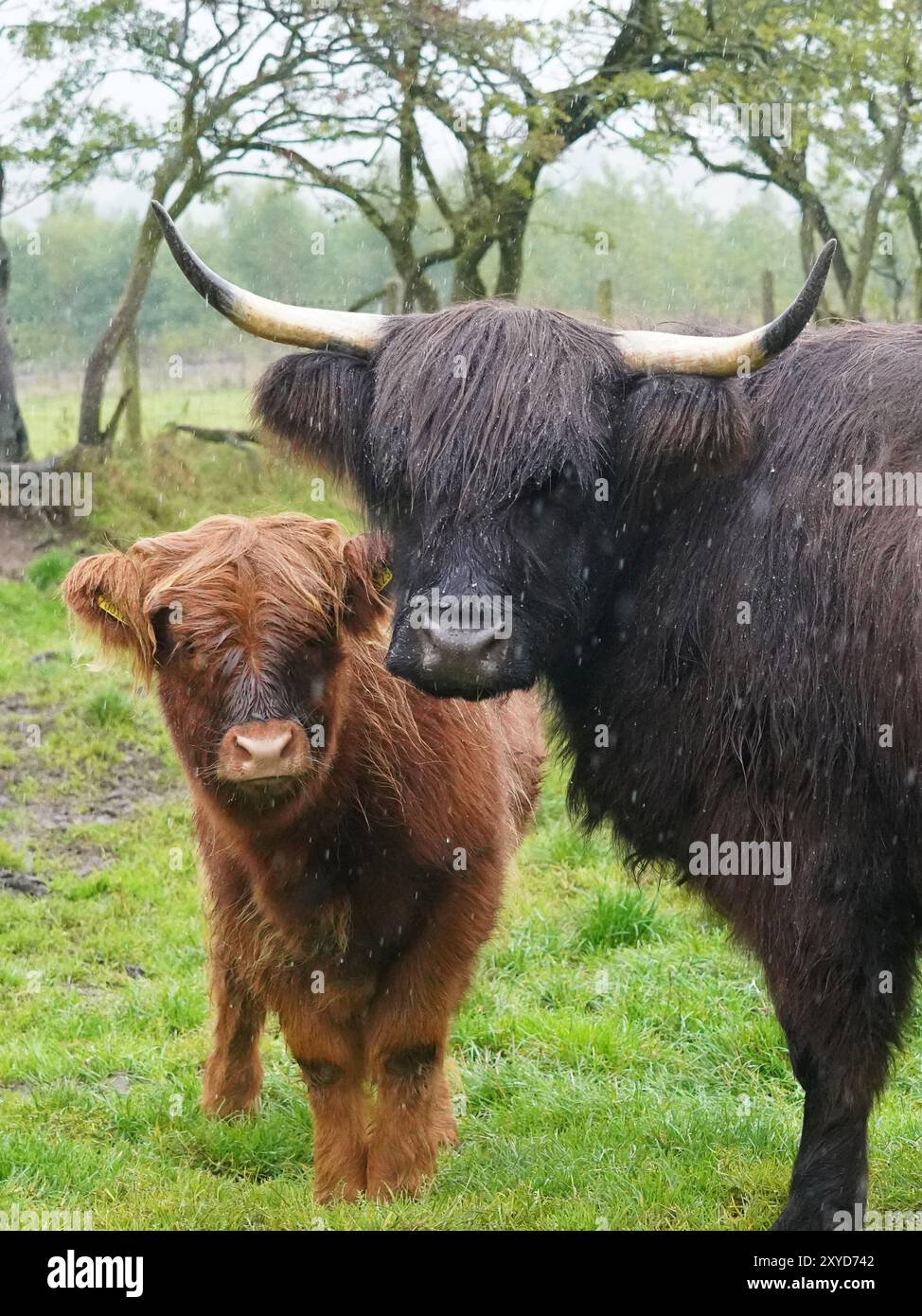 Una mucca nera delle Highland con il suo vitello rosso in una giornata piovosa nello Staffordshire Moorlands. Sia la mucca che il suo polpaccio sono rivolti verso la telecamera. Foto Stock