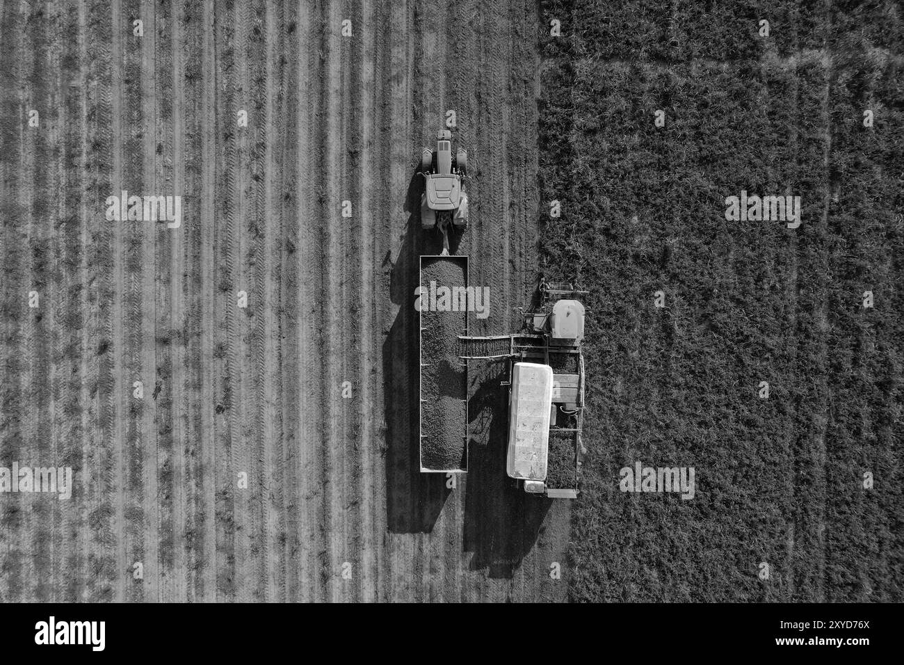 Il trattore sta scaricando un rimorchio pieno di patate raccolte in un campo, vista aerea. Alseno, Piacenza, Emilia, Italia Foto Stock