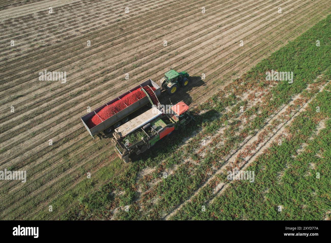 Vista aerea di una raccoglitrice di pomodori che scarica i pomodori appena raccolti in un rimorchio per camion. Alseno, Piacenza, Emilia, Italia Foto Stock