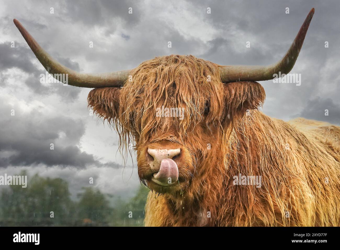 Una mucca delle Highland si lecca la pioggia dal naso dopo una forte pioggia Foto Stock