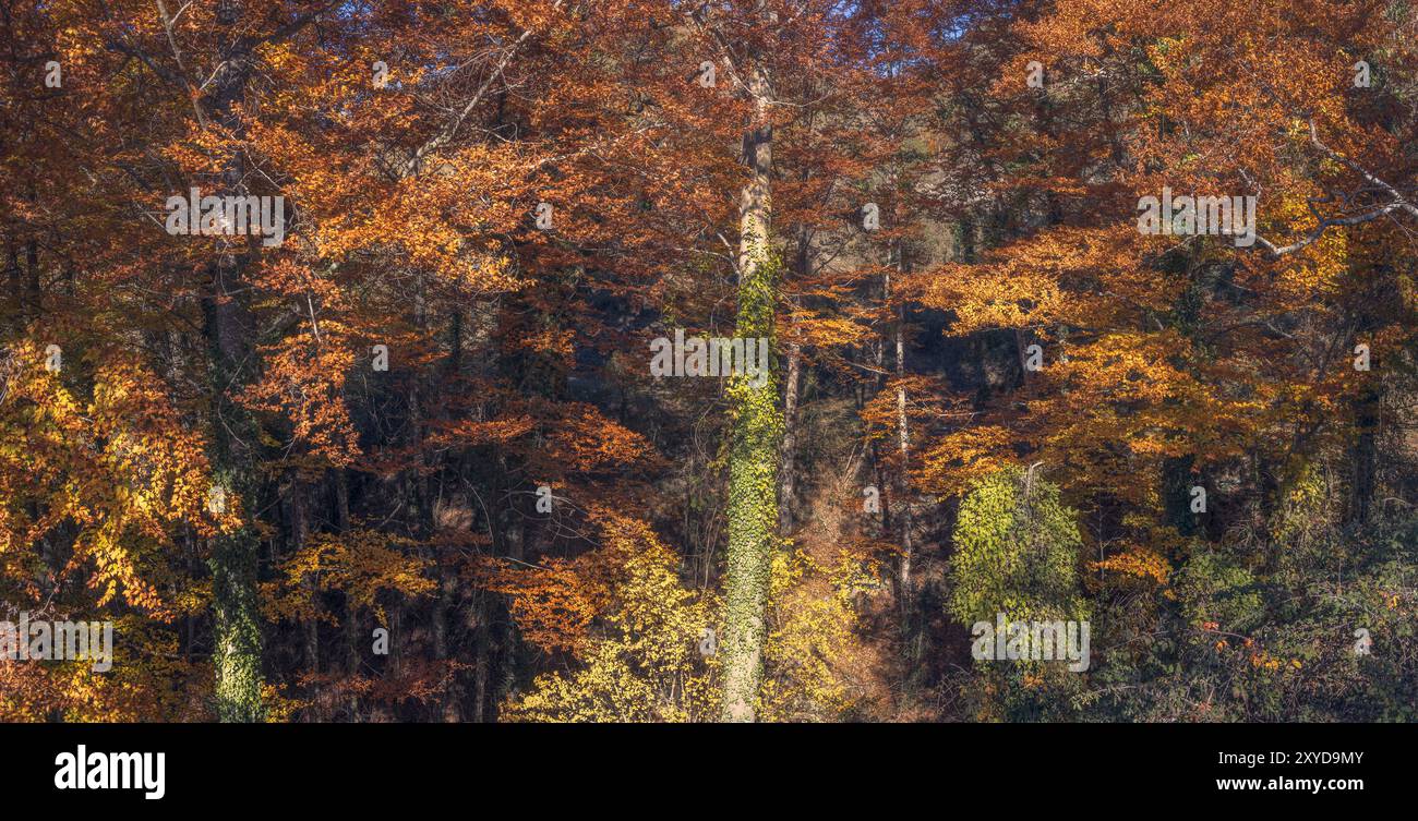 La foresta di faggi la Grevolosa in Catalogna, i colori autunnali degli alberi decidui nel bioma della foresta di latifoglie del nord Foto Stock
