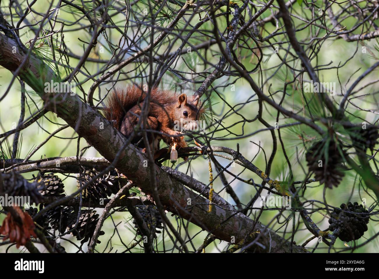 Scoiattolo rosso europeo tra i rami di pino mangiando un cono di pino, Alcoy, Spagna Foto Stock