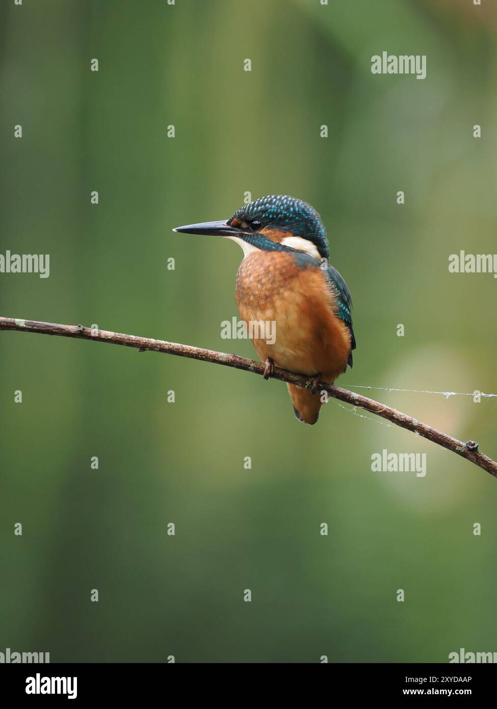 KingFisher cerca per lo più le prede dai posatoi che si affacciano sull'acqua, saltuariamente altalenanti prima dell'immersione finale. Foto Stock