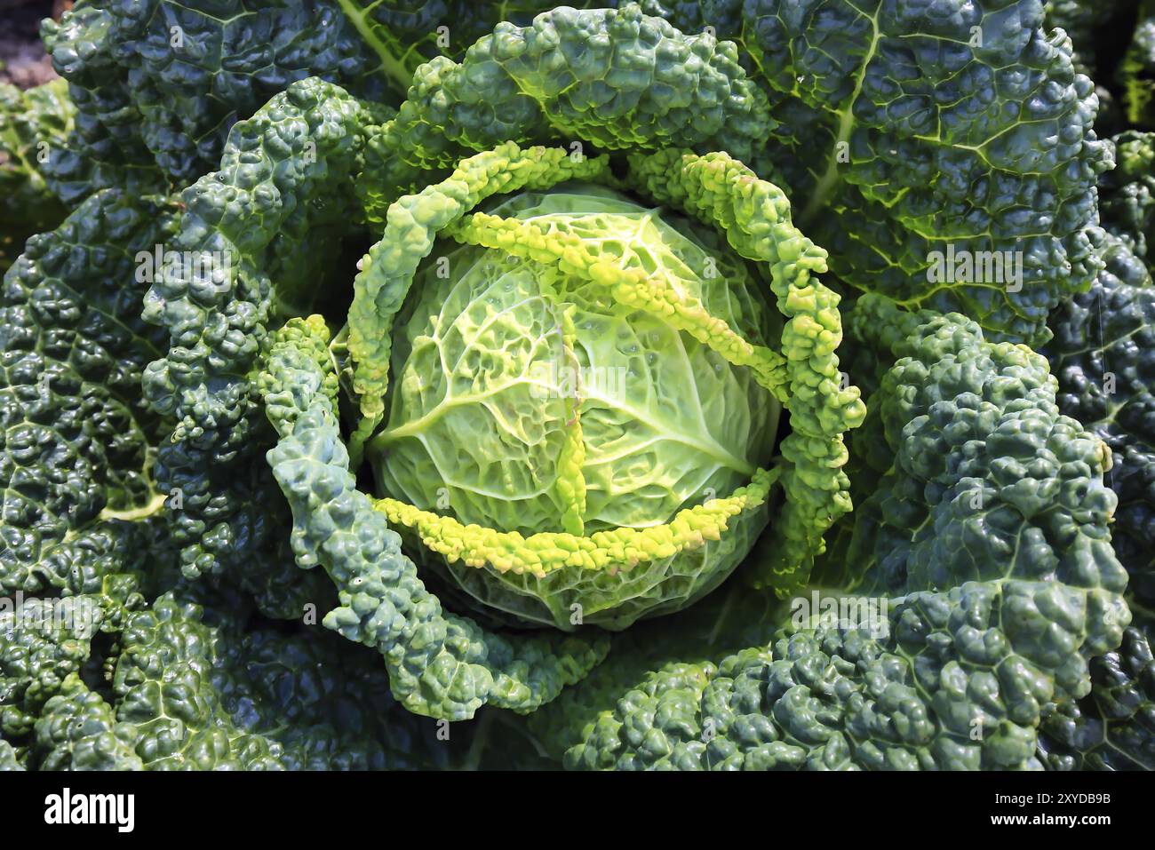 Il cavolo della Savoia poco prima del raccolto Foto Stock