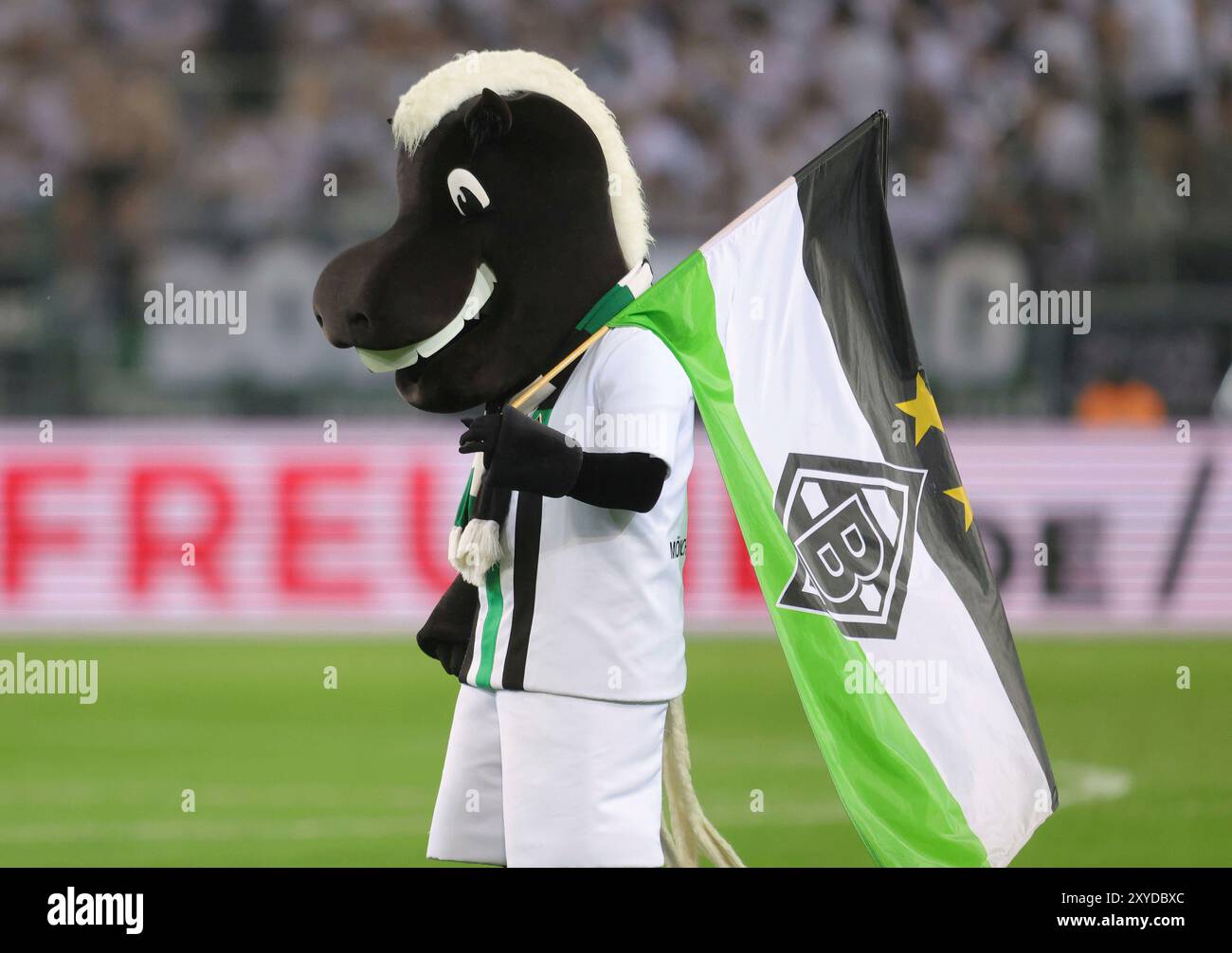 firo : 23.08.2024, calcio, calcio, 1. Campionato, 1. Bundesliga, stagione 2024/2025, VfL Borussia Monchengladbach Gladbach - Bayer Leverkusen Junter Fohlen Mascot Foto Stock