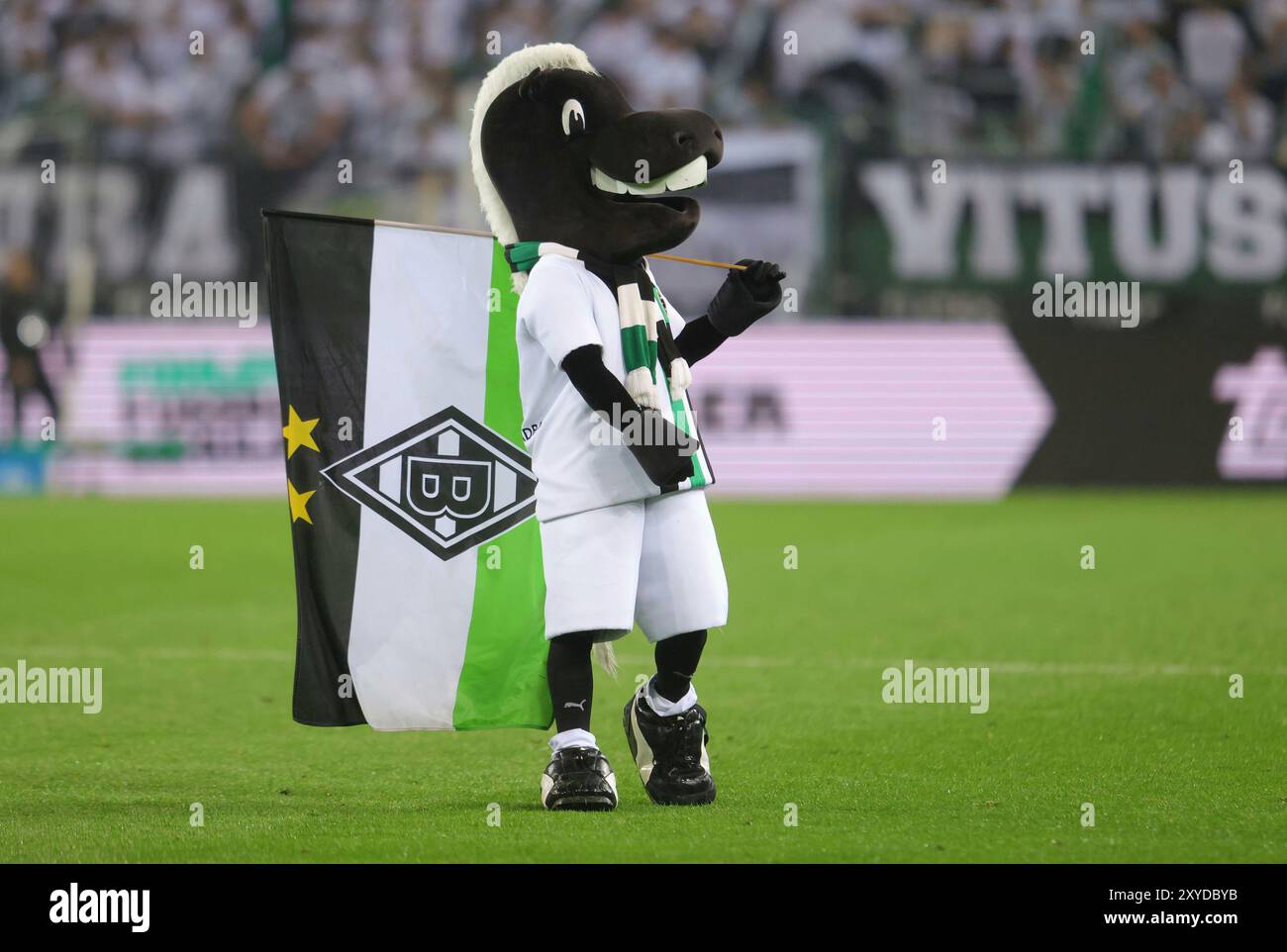 firo : 23.08.2024, calcio, calcio, 1. Campionato, 1. Bundesliga, stagione 2024/2025, VfL Borussia Monchengladbach Gladbach - Bayer Leverkusen Junter Fohlen Mascot Foto Stock