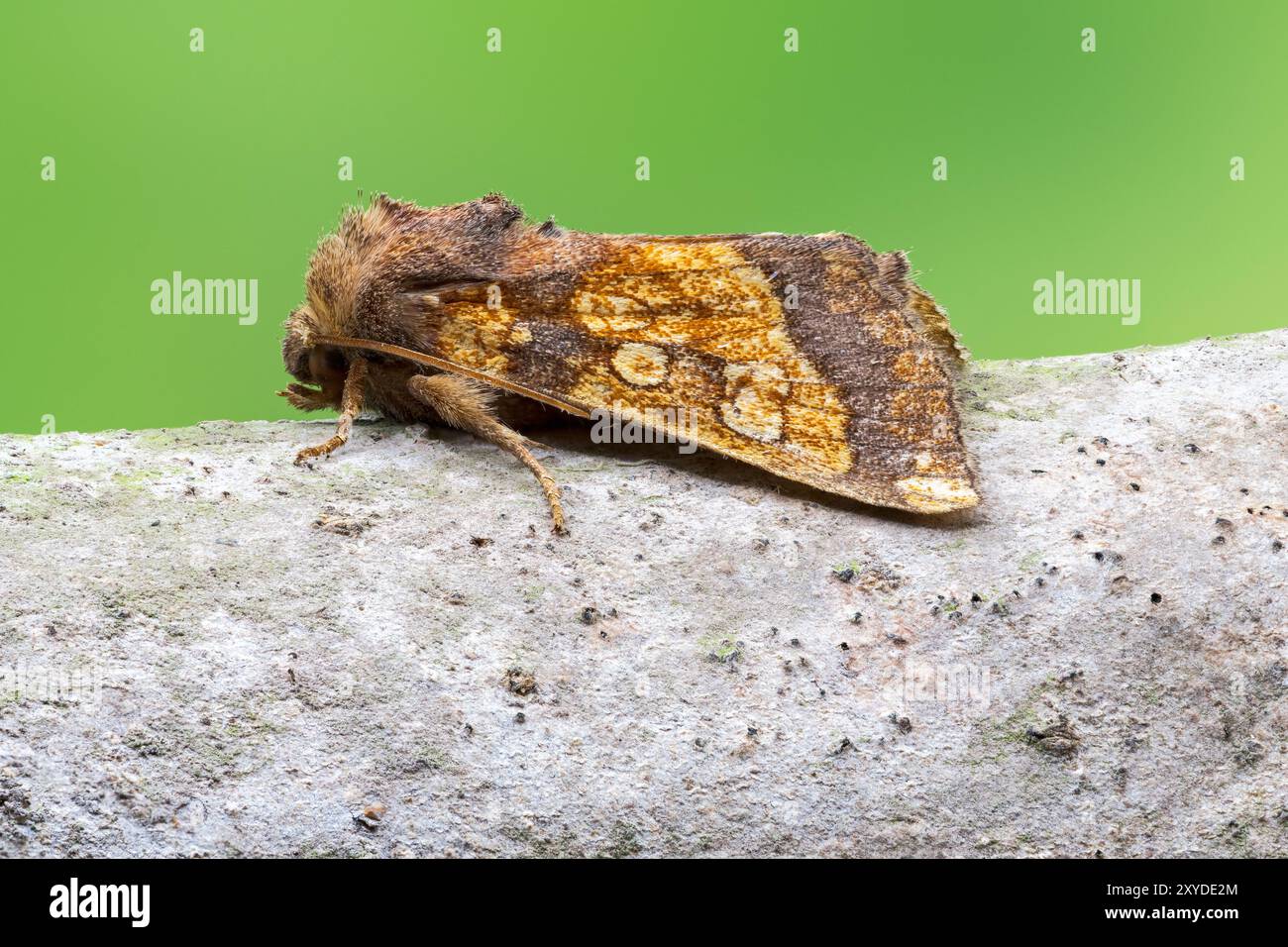 Falena d'arancia smerigliata, Gortyna flavago, adulto singolo che riposa sul ramo d'albero, Norfolk, Regno Unito, 29 agosto 2024 Foto Stock