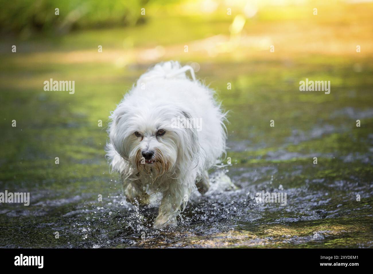 Piccolo bianco Havanese scorre attraverso un piccolo ruscello Foto Stock Piccolo bianco Havanese scorre attraverso un piccolo ruscello Foto Stock