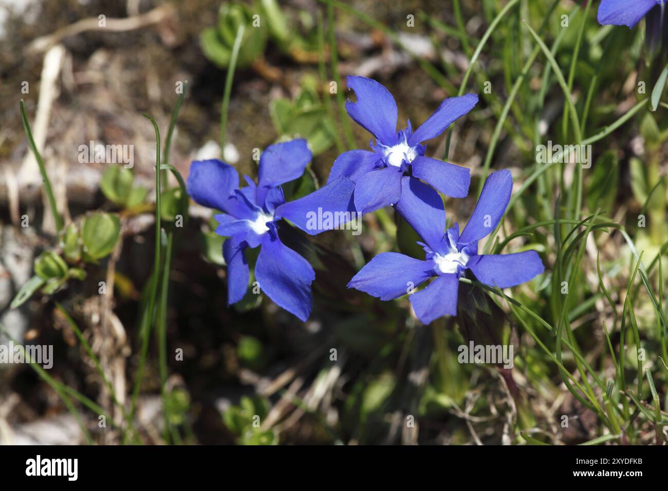 Genziana della sorgente Foto Stock