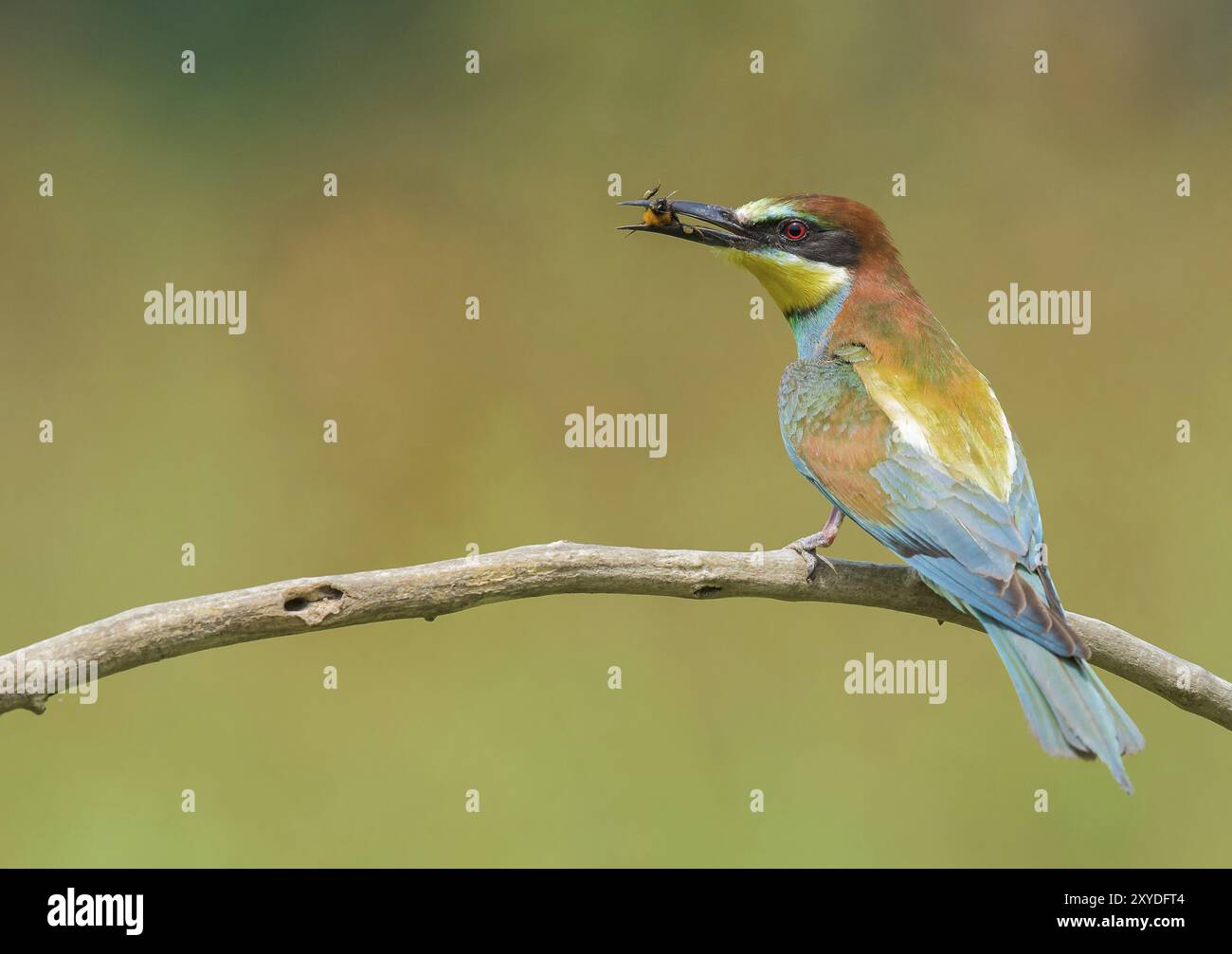 Gruccione (chiamato anche Merops apiaster) su un ramo che mangia insetti Foto Stock