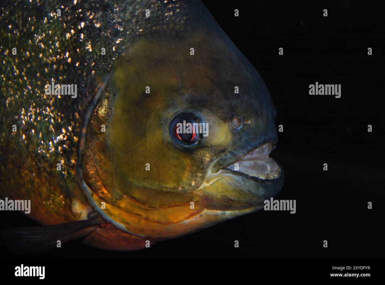Piranha panciuto (Pygocentrus nattereri) Foto Stock
