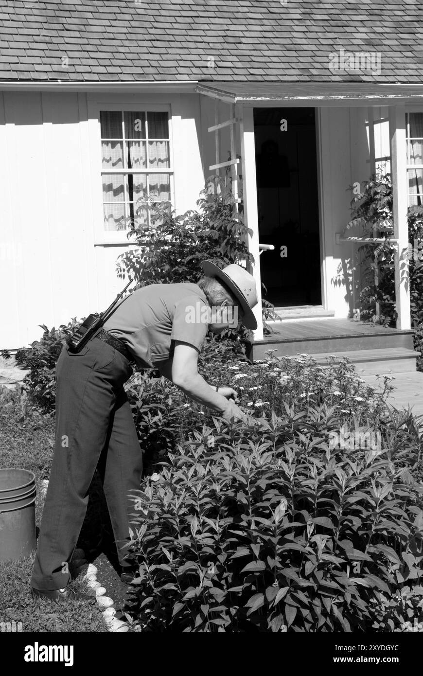 Ranger caucasico che si occupa di un letto di fiori al luogo di nascita di Herbert Hoover e sito storico nazionale a West Branch, Iowa, Stati Uniti. Foto Stock
