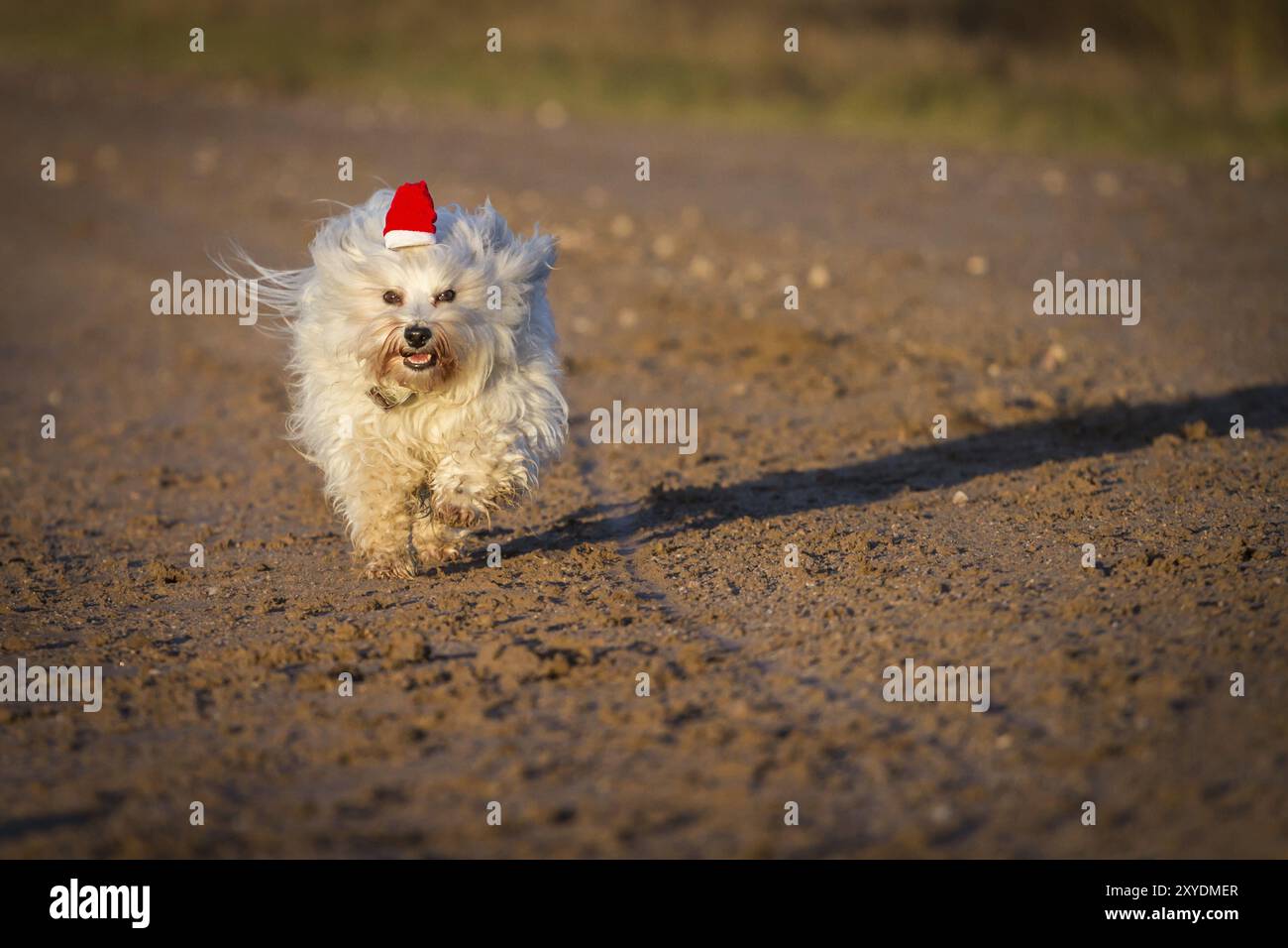 Un piccolo cane dai capelli lunghi regala tutto per un piccolo regalo dalla mano del fotografo, fino alla fotocamera Foto Stock